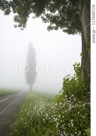 朝霧の中に立つ 117680728