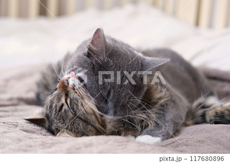 Adorable video with tender moments of interaction between two gray striped cats. 2 feline groom each other's paws, faces, and cuddle. Warmth and coziness of family bonds. Friendship our beloved pets Adorable video with tender moments of interaction between two gray striped cats. 2 feline groom each other's paws, faces, and cuddle. Warmth and coziness of family bonds. Friendship our beloved pets 117680896