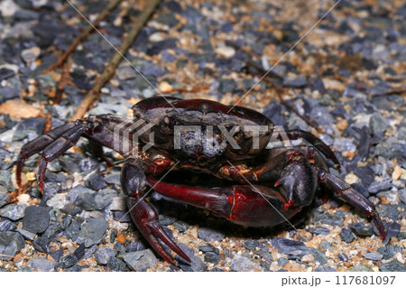 red rock crab on the ground, close-up of a crab 117681097