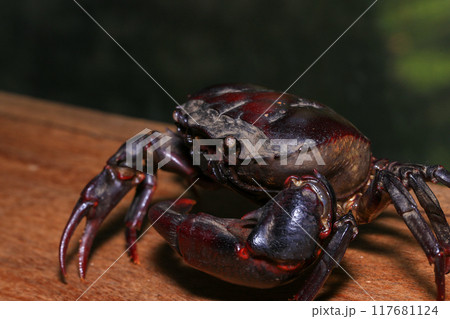 red rock crab on the ground, close-up of a crab 117681124