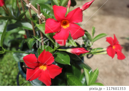 サンフラワーの赤い花 サンフラワーの赤い花 117681353