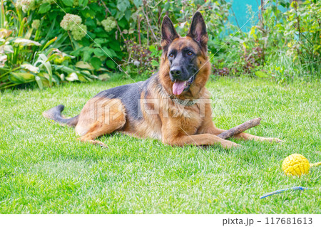 German shepherd on a green grass German shepherd on a green grass 117681613