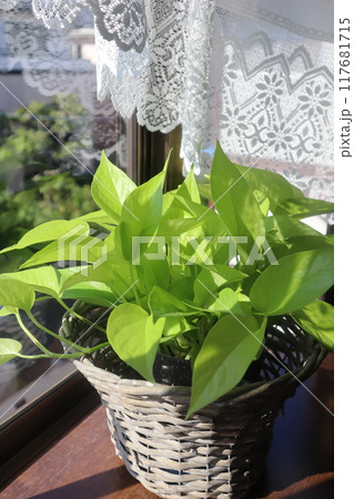 出窓にライムグリーンのポトスを置く 出窓にライムグリーンのポトスを置く 117681715