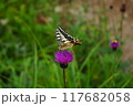 美ヶ原　モンシロ蝶 117682058
