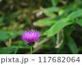 美ヶ原　アザミ 117682064