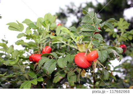 The fruit is a drupe, narrow and oblong, 7mm long, first turning yellow in the fall August September 117682068