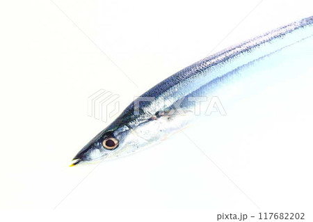 サンマ　秋刀魚　さんま 117682202