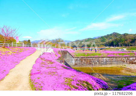 芝桜　シバザクラ　しばざくら　立谷川　桜　山形市 117682206