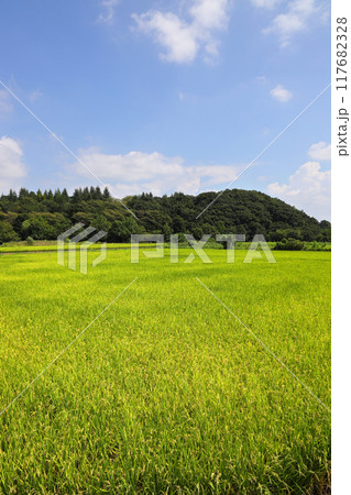 青空の田園風景 青空の田園風景 117682328