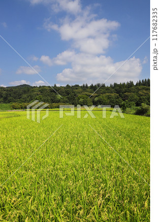 青空の田園風景 117682335