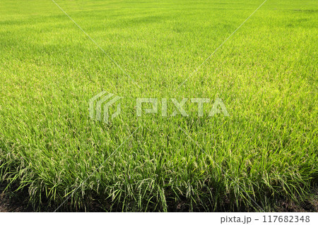 田園風景 田園風景 117682348