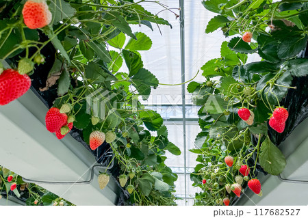 赤く実ったイチゴを摘み取る楽しいいちご狩り 赤く実ったイチゴを摘み取る楽しいいちご狩り 117682527