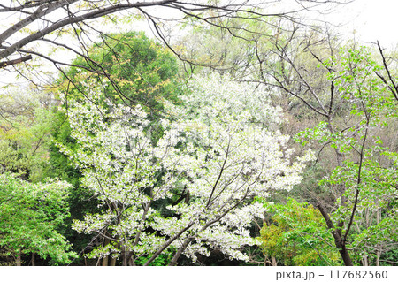 牧野ヶ池緑地の桜 117682560