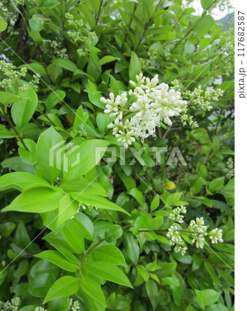 ネズミモチの白い花のアップ 117682587