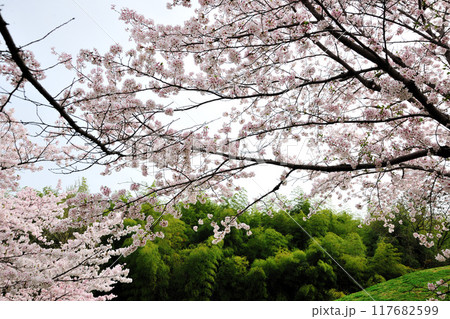 牧野ヶ池緑地の桜 牧野ヶ池緑地の桜 117682599