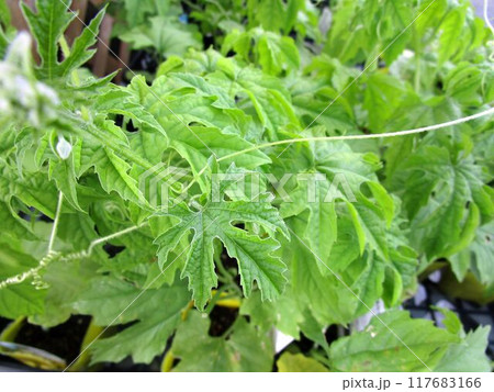 ゴーヤの葉のアップ 117683166