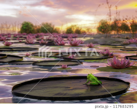 Dramatic fiery sunset reflecting in the pond surface with waterlily plants 117683295