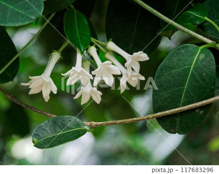 キョウチクトウ科マダガスカルジャスミンの花 117683296