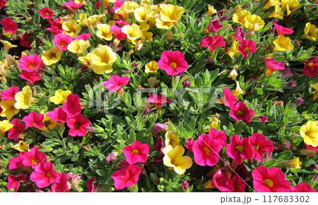 ピンクと黄のミリオンベル（カリブラコア）の花のアップ 117683302