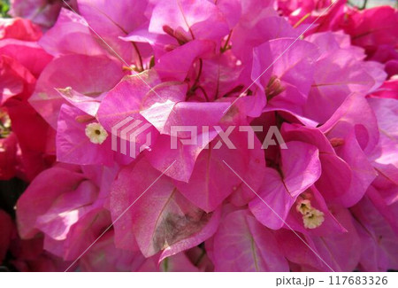 ピンクのブーゲンビリアの花のアップ ピンクのブーゲンビリアの花のアップ 117683326
