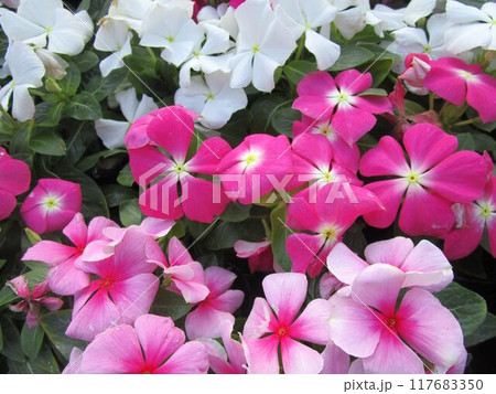 カラフルなニチニチソウの花のアップ カラフルなニチニチソウの花のアップ 117683350