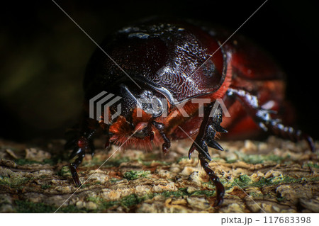 rhinoceros beetle on the tree in the forest. macro 117683398