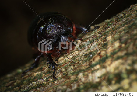 rhinoceros beetle on the tree in the forest. macro rhinoceros beetle on the tree in the forest. macro 117683400