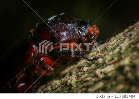 rhinoceros beetle on the tree in the forest. macro 117683404