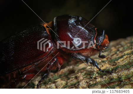 rhinoceros beetle on the tree in the forest. macro 117683405