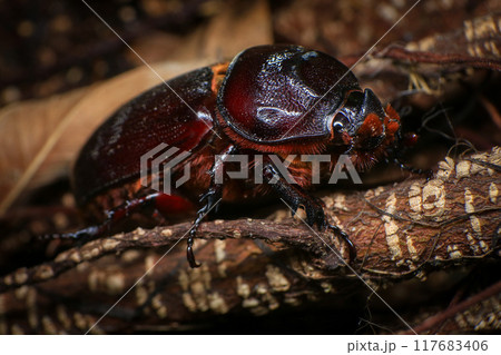 rhinoceros beetle on the tree in the forest. macro 117683406