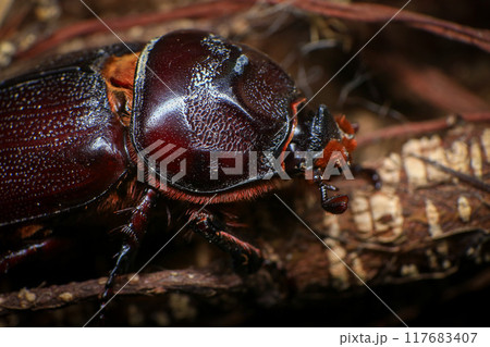 rhinoceros beetle on the tree in the forest. macro 117683407