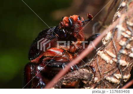 rhinoceros beetle on the tree in the forest. macro 117683408