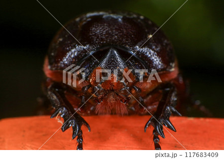 rhinoceros beetle on the tree in the forest. macro 117683409