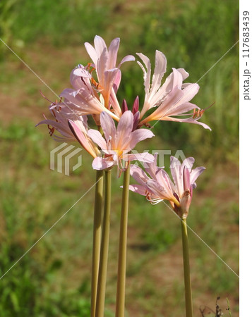 真夏にピンクの花を咲かせる「ナツズイセン」 117683439