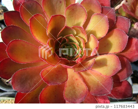 多肉植物の赤いセンポニウムのアップ  117683443