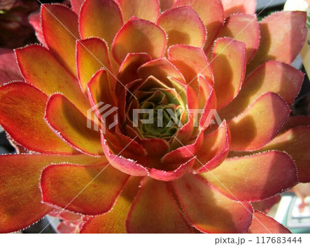 多肉植物の赤いセンポニウムのアップ  117683444