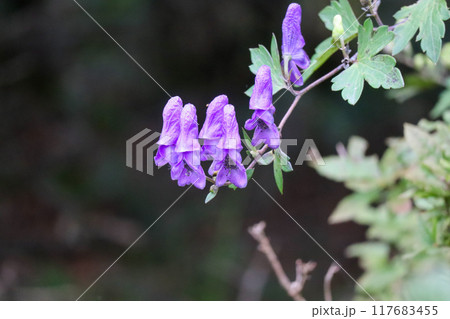 ヤマトリカブト 117683455