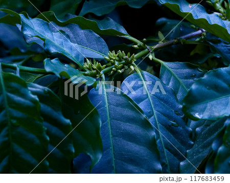 アカネ科アカミコーヒーの木 アカネ科アカミコーヒーの木 117683459