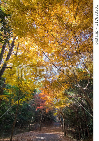 四日市の紅葉穴場スポット「秋の小径」三重県四日市市八王子町 117683501