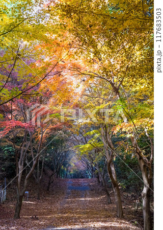 四日市の紅葉穴場スポット「秋の小径」三重県四日市市八王子町 117683503