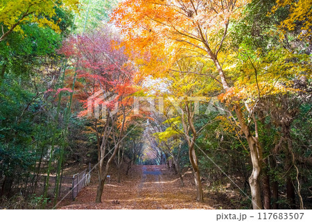 四日市の紅葉穴場スポット「秋の小径」三重県四日市市八王子町 117683507