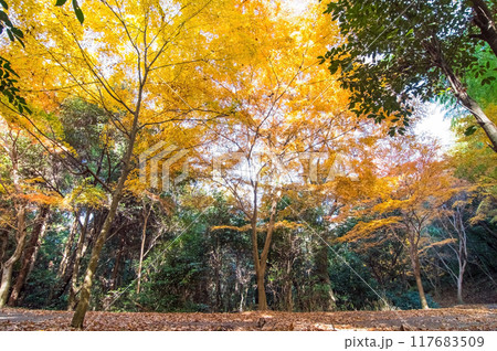 四日市の紅葉穴場スポット「秋の小径」三重県四日市市八王子町 四日市の紅葉穴場スポット「秋の小径」三重県四日市市八王子町 117683509