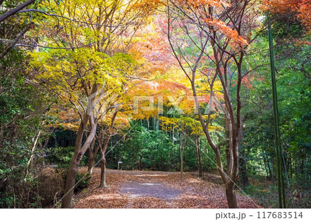 四日市の紅葉穴場スポット「秋の小径」三重県四日市市八王子町 117683514
