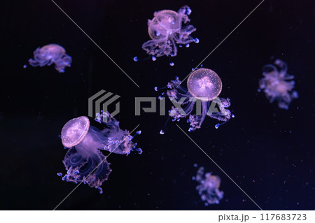Spotted australian jellyfish, Phyllorhiza punctata swim underwater aquarium pool wtih purple light 117683723