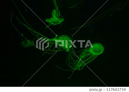 Three Atlantic sea nettle jellyfish swims in illuminated aquarium with green neon lighting Three Atlantic sea nettle jellyfish swims in illuminated aquarium with green neon lighting 117683739