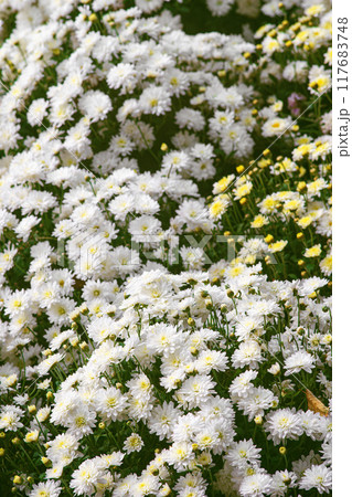 Fresh bright white chrysanthemums bushes in autumn garden, flowerbed 117683748