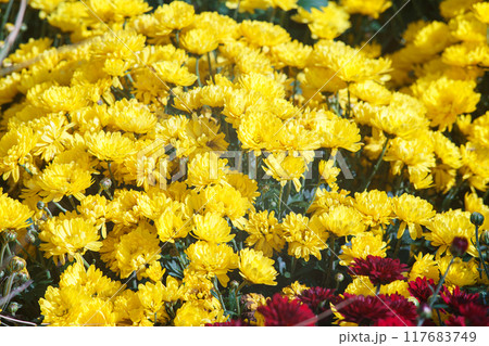Fresh bright yellow chrysanthemums bushes in autumn garden 117683749