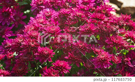 Fresh bright pink chrysanthemums bushes in autumn garden 117683750