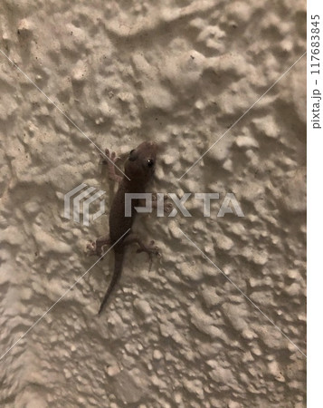 壁をつたうニホンヤモリ 壁をつたうニホンヤモリ 117683845
