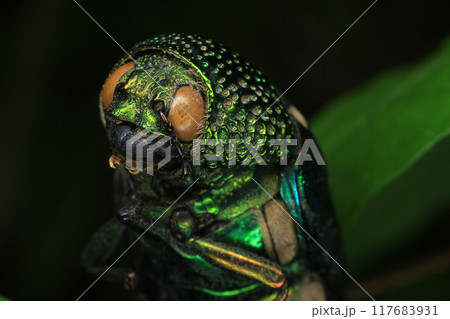 Macro shot of a green beetle on a dark background Macro shot of a green beetle on a dark background 117683931